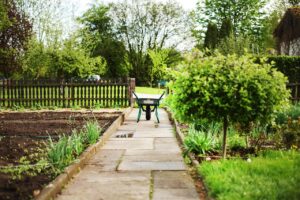 A wheelbarrow on a stone path between garden plots in a community garden, surrounded by soil beds and spring plants.