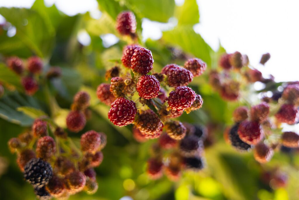 Close-up of mulberries ripening on a tree branch — a reminder that the best gardening resources often start locally.